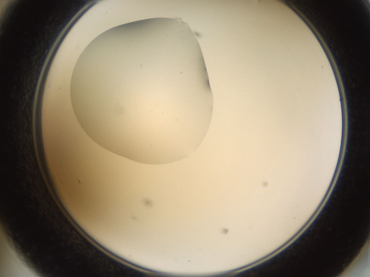folderID594_plateID1594_batchID6733_wellNum47_profileID1_d2_r107025_ef.jpg