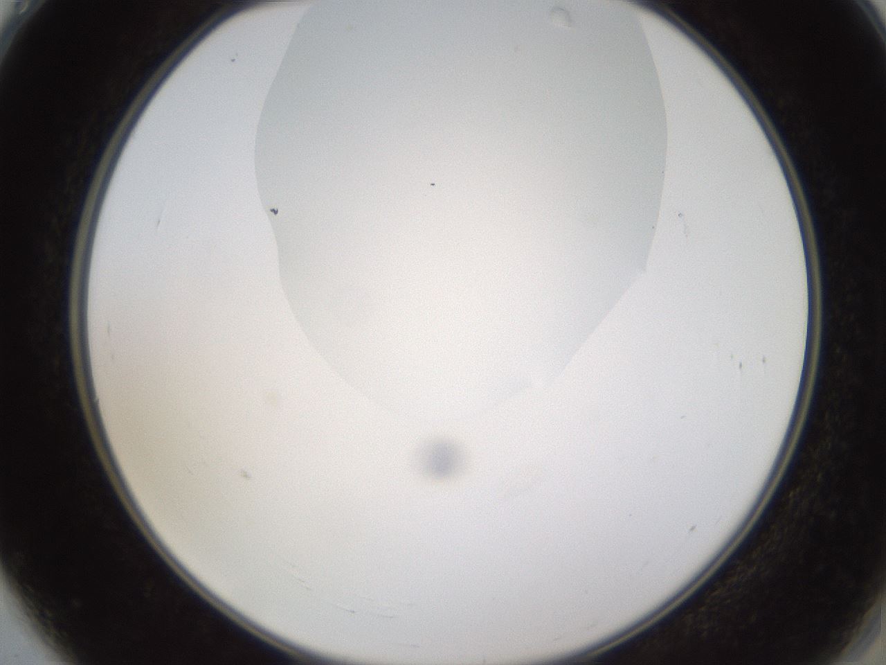 folderID594_plateID1594_batchID6733_wellNum4_profileID1_d2_r106939_ef.jpg