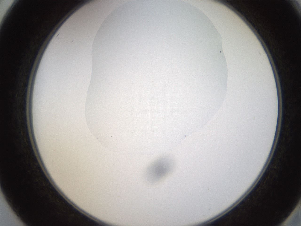 folderID594_plateID1594_batchID6733_wellNum50_profileID1_d2_r107031_ef.jpg