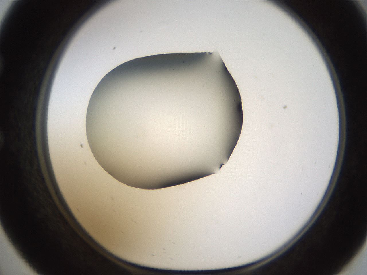 folderID594_plateID1594_batchID6733_wellNum57_profileID1_d1_r107044_ef.jpg