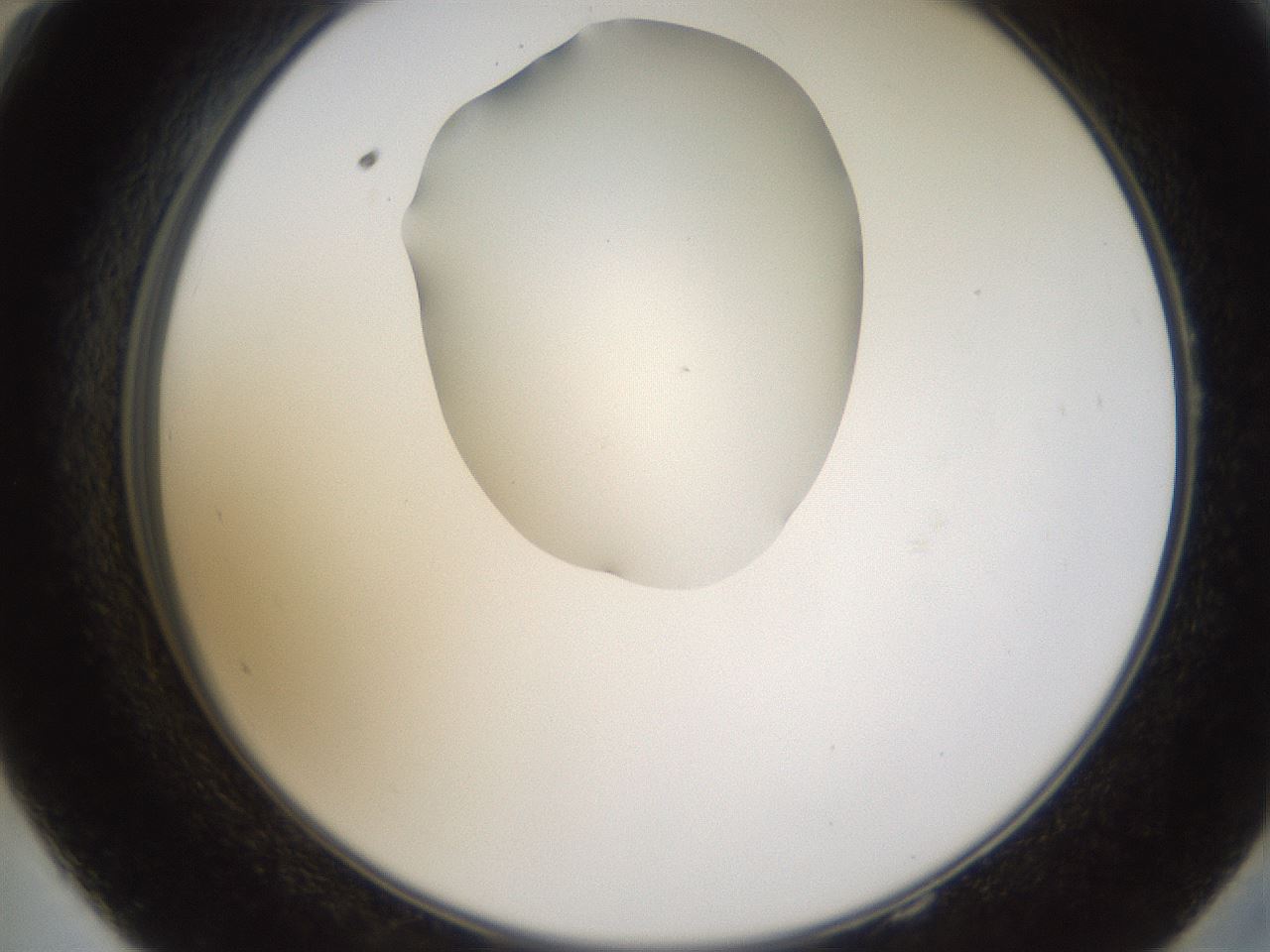 folderID594_plateID1594_batchID6733_wellNum58_profileID1_d2_r107047_ef.jpg
