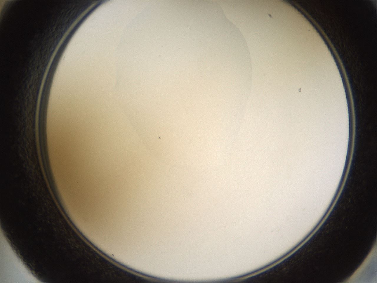 folderID594_plateID1594_batchID6733_wellNum59_profileID1_d2_r107049_ef.jpg