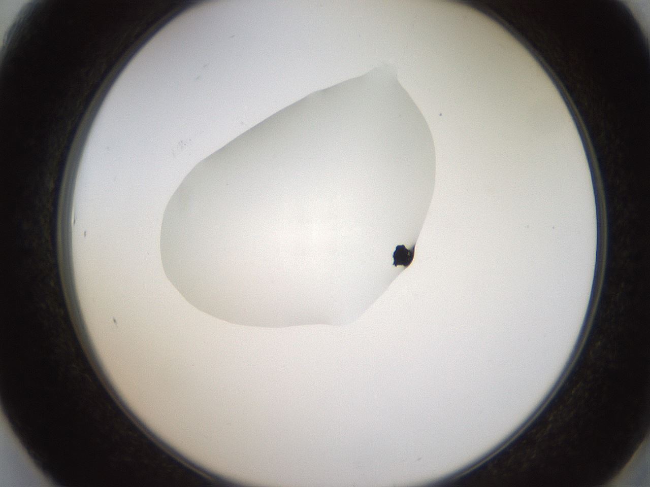 folderID594_plateID1594_batchID6733_wellNum61_profileID1_d2_r107053_ef.jpg