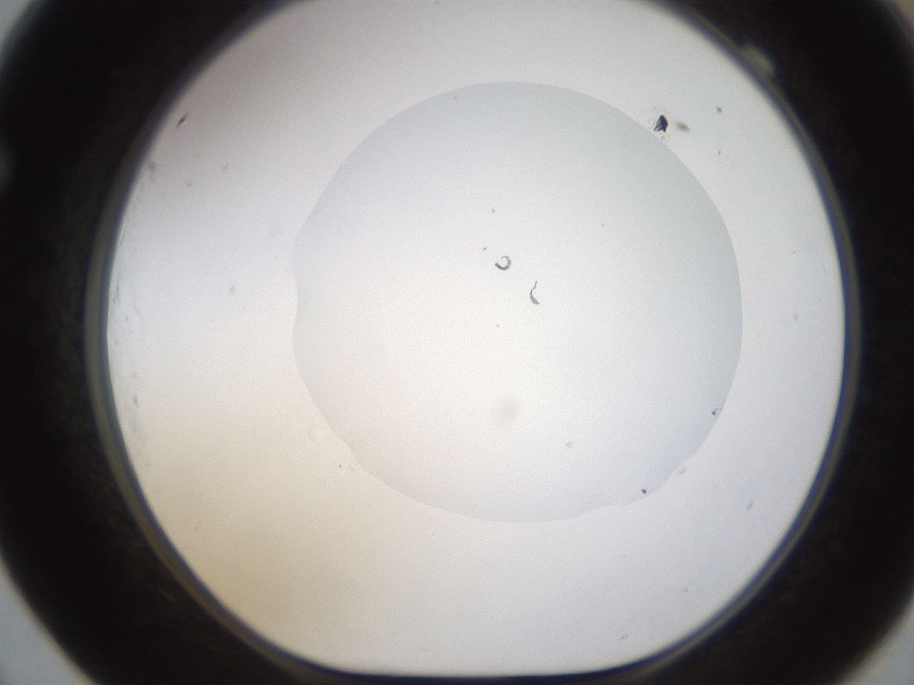 folderID594_plateID1594_batchID6733_wellNum69_profileID1_d1_r107068_ef.jpg