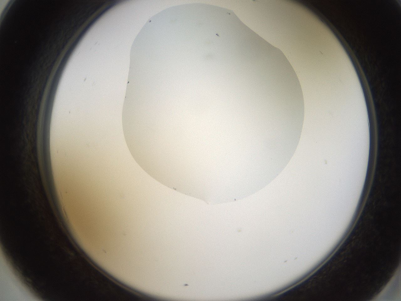 folderID594_plateID1594_batchID6733_wellNum69_profileID1_d2_r107069_ef.jpg