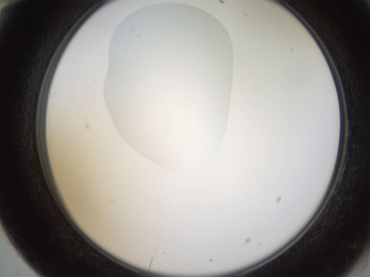 folderID594_plateID1594_batchID6733_wellNum70_profileID1_d2_r107071_ef.jpg