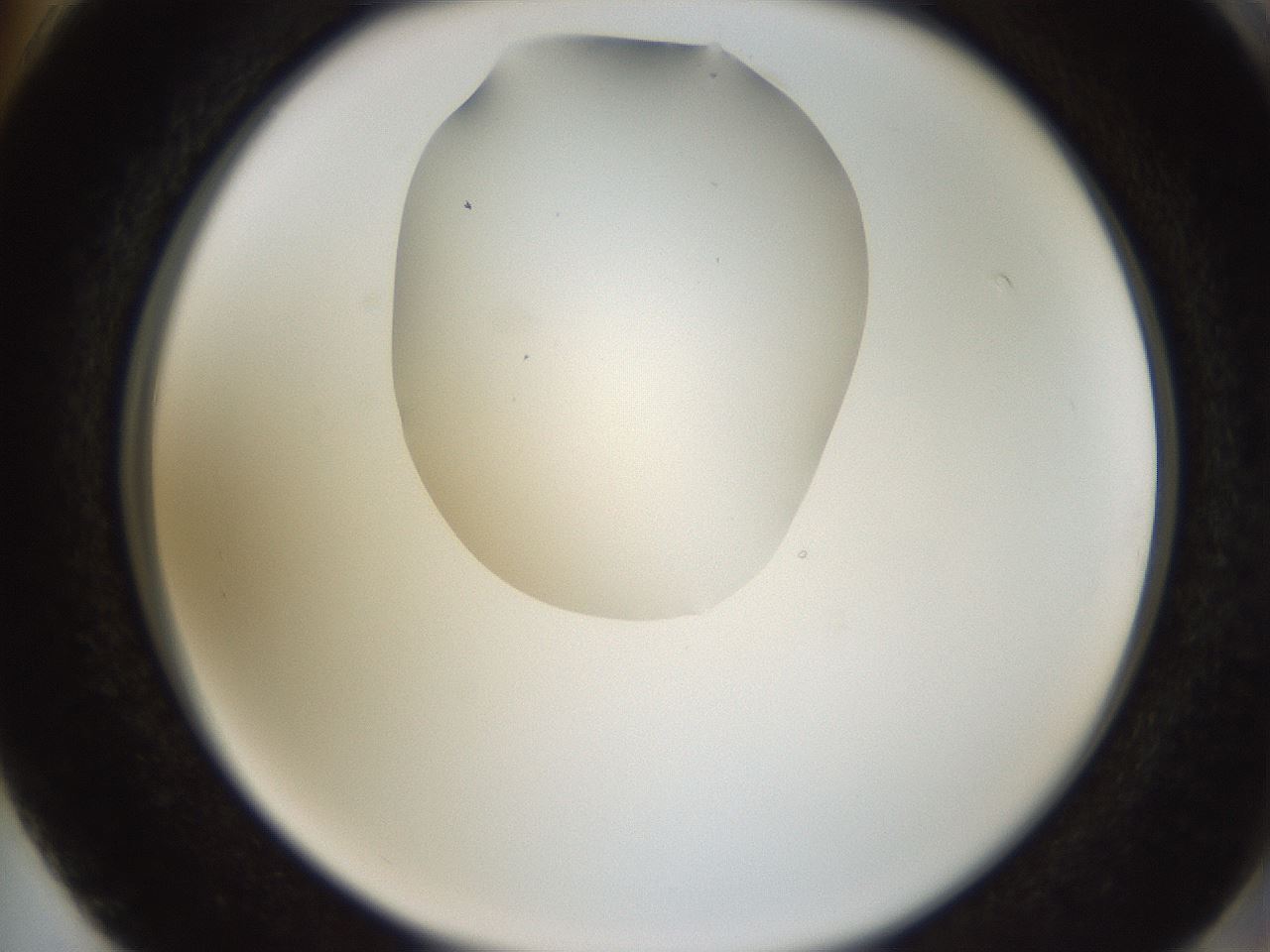 folderID594_plateID1594_batchID6733_wellNum74_profileID1_d2_r107079_ef.jpg