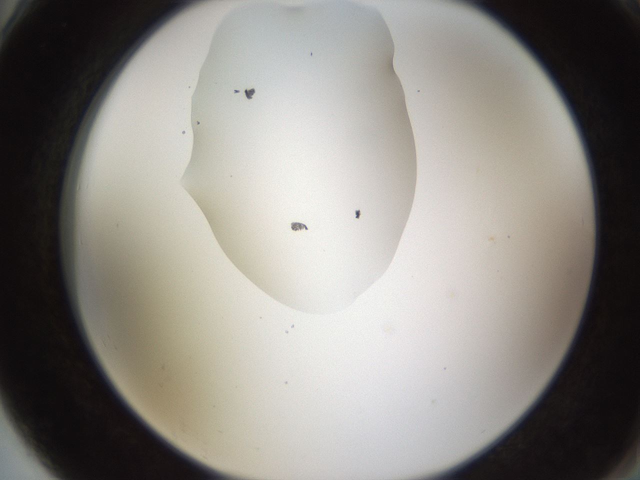 folderID594_plateID1594_batchID6733_wellNum78_profileID1_d2_r107087_ef.jpg