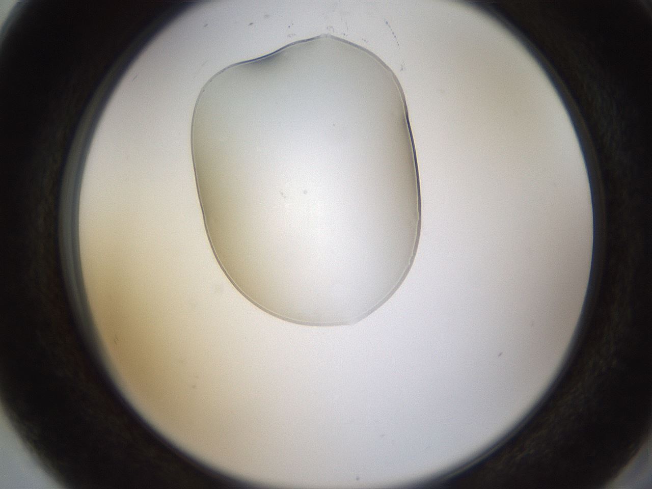 folderID594_plateID1594_batchID6733_wellNum80_profileID1_d2_r107091_ef.jpg