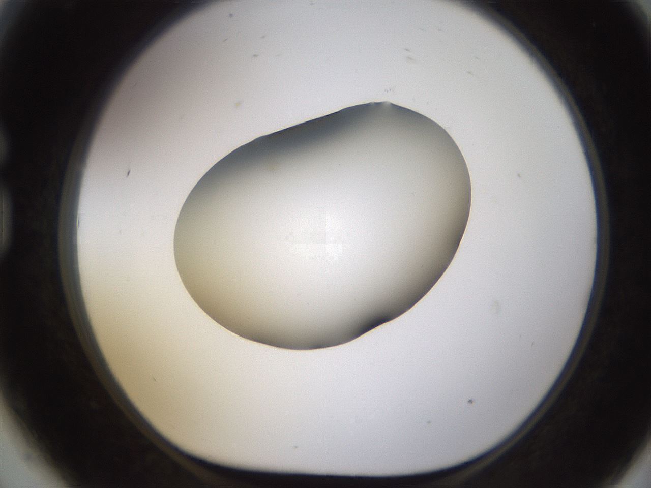 folderID594_plateID1594_batchID6733_wellNum81_profileID1_d1_r107092_ef.jpg