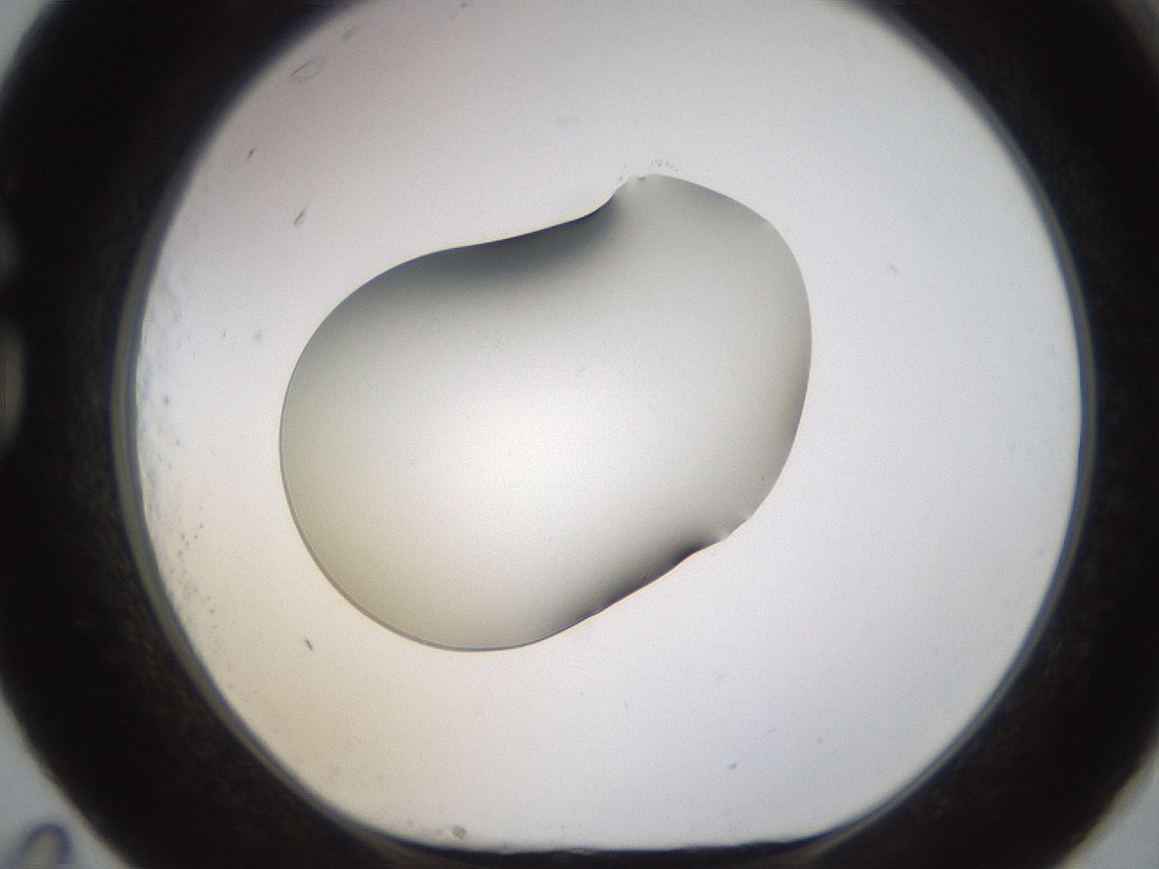folderID594_plateID1594_batchID6733_wellNum83_profileID1_d1_r107096_ef.jpg