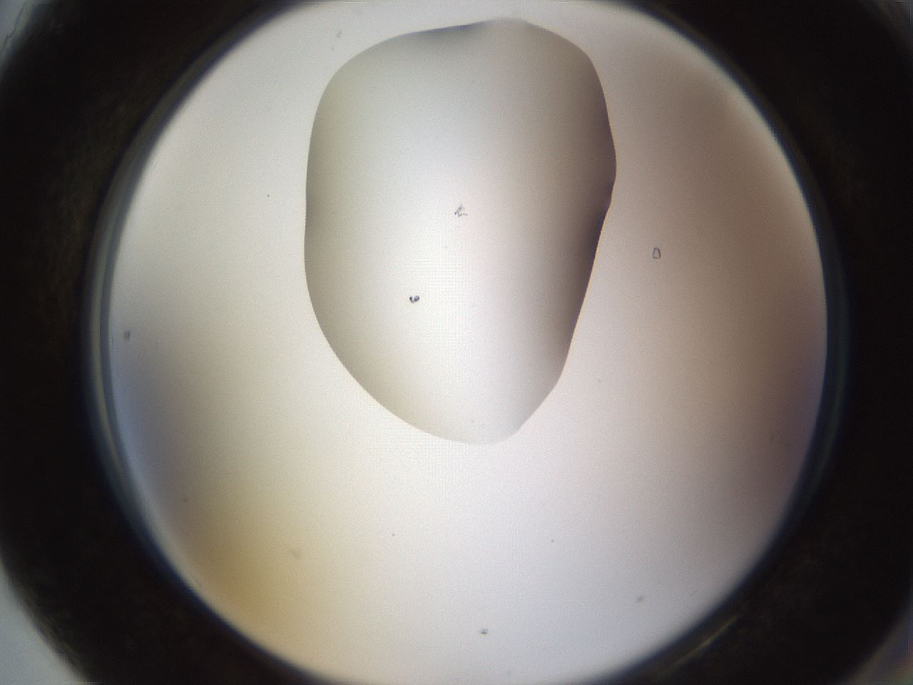 folderID594_plateID1594_batchID6733_wellNum90_profileID1_d2_r107111_ef.jpg
