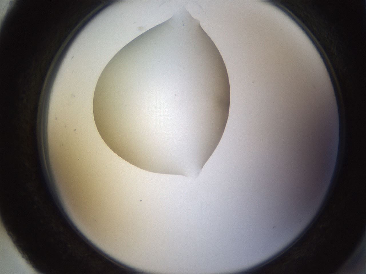 folderID594_plateID1594_batchID6733_wellNum93_profileID1_d2_r107117_ef.jpg