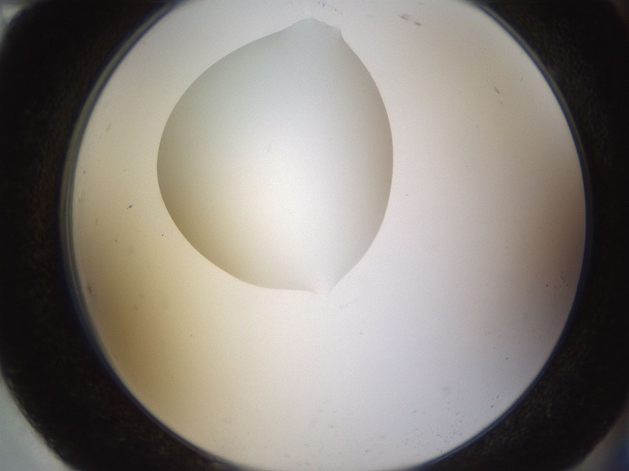 folderID594_plateID1594_batchID6733_wellNum94_profileID1_d2_r107119_ef.jpg