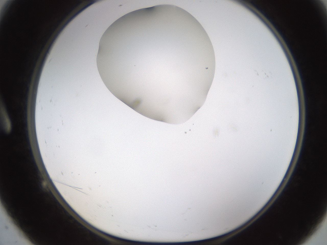 folderID594_plateID1594_batchID6733_wellNum9_profileID1_d1_r106948_ef.jpg