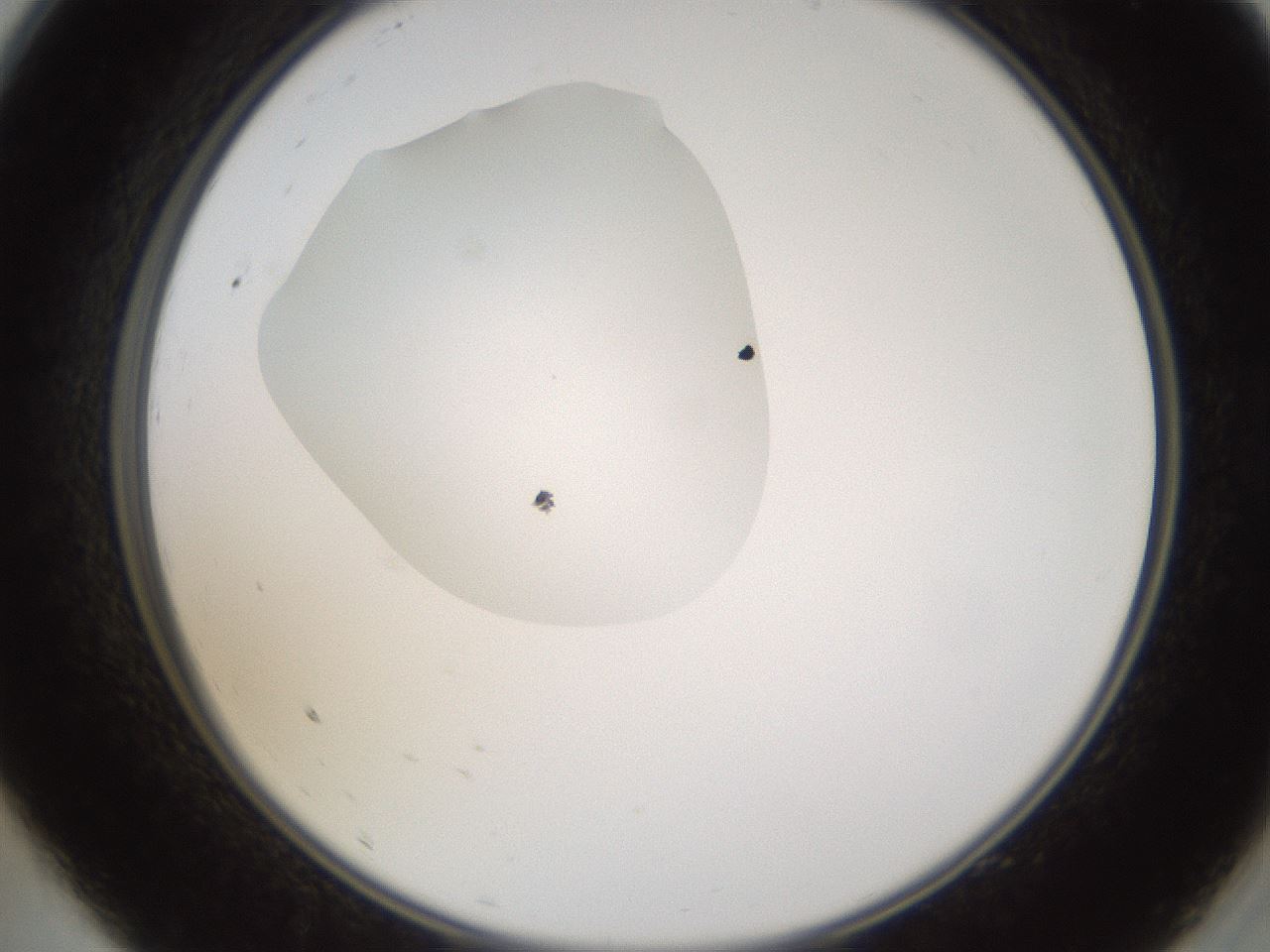 folderID594_plateID1594_batchID6733_wellNum9_profileID1_d2_r106949_ef.jpg