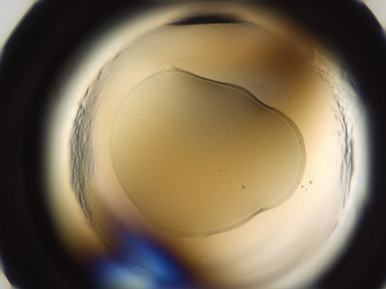 folderID594_plateID2594_batchID13187_wellNum11_profileID1_d2_r205385_ef.jpg
