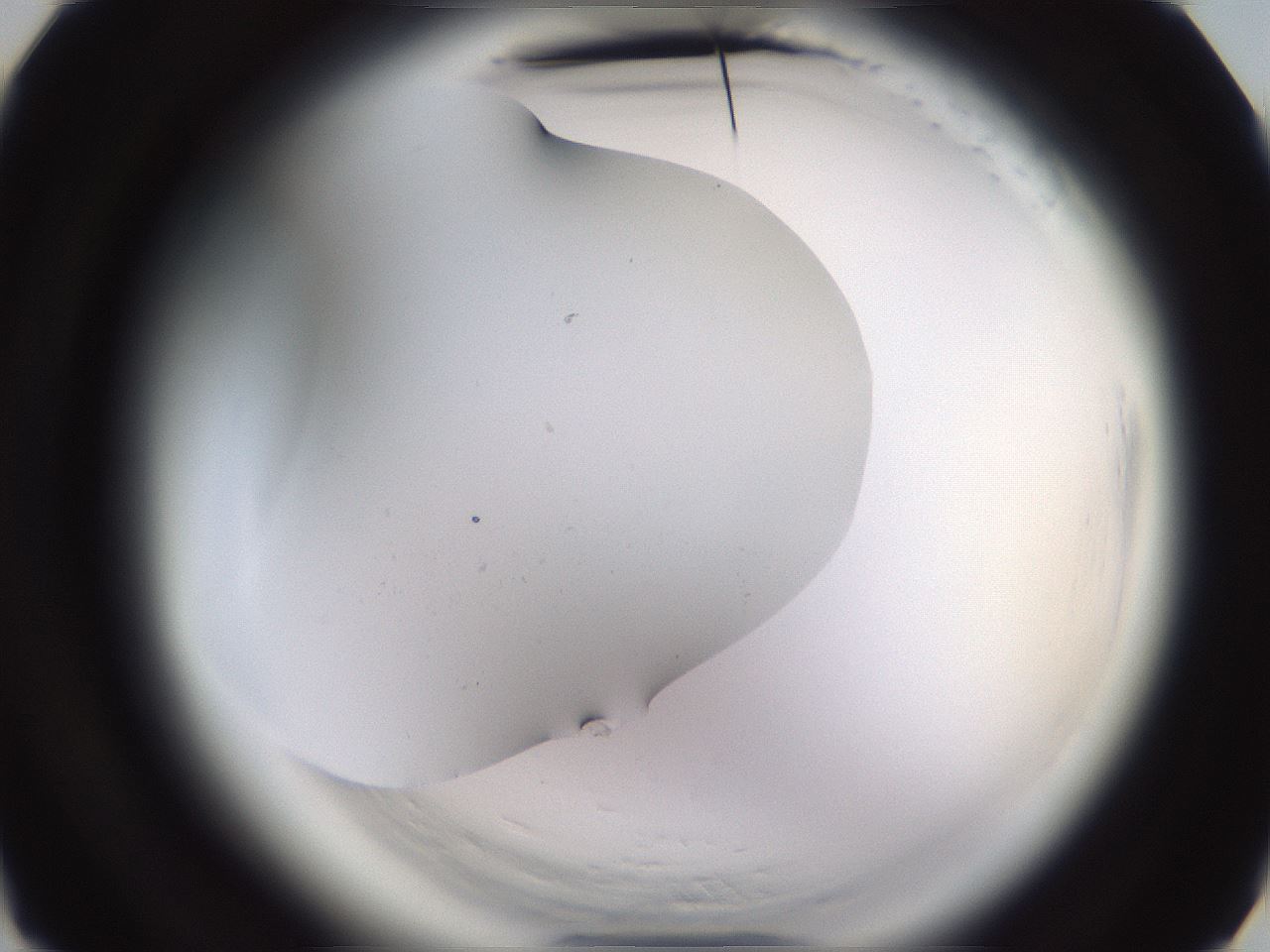 folderID594_plateID2594_batchID13187_wellNum4_profileID1_d3_r205365_ef.jpg