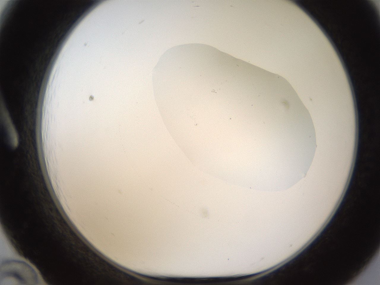 folderID595_plateID1595_batchID6723_wellNum12_profileID1_d1_r105034_ef.jpg