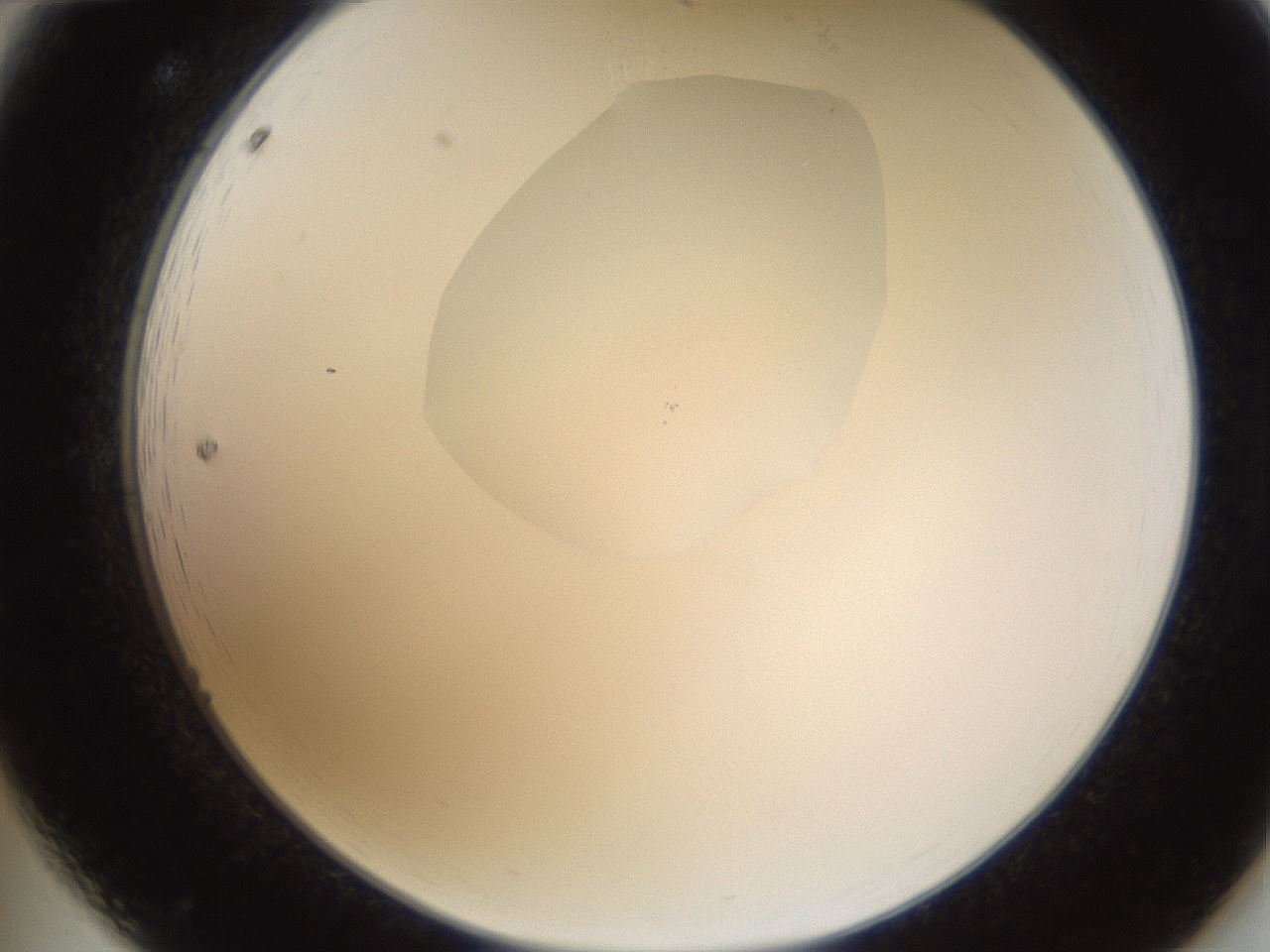 folderID595_plateID1595_batchID6723_wellNum12_profileID1_d2_r105035_ef.jpg