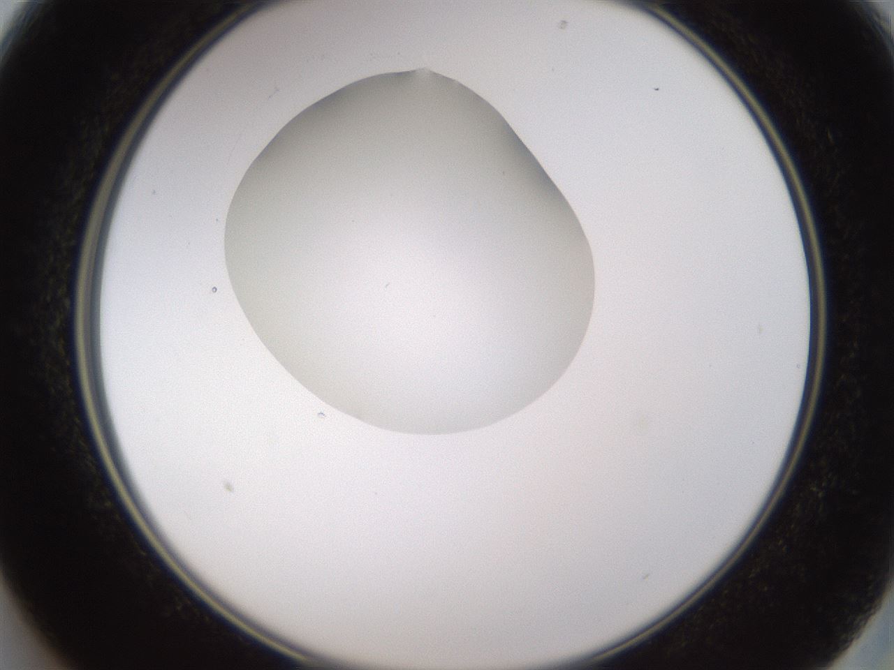 folderID595_plateID1595_batchID6723_wellNum13_profileID1_d2_r105037_ef.jpg
