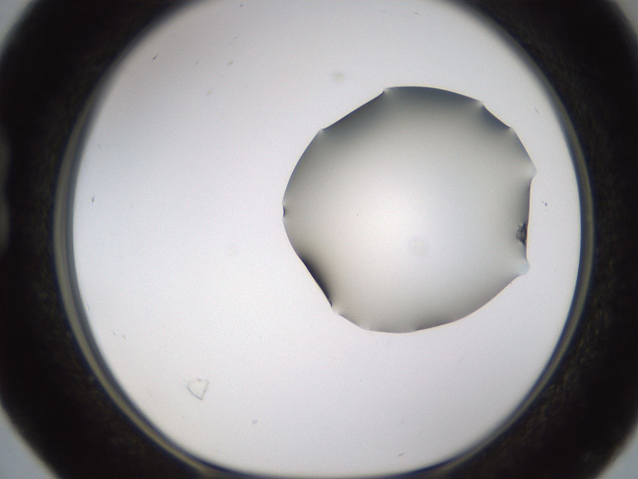 folderID595_plateID1595_batchID6723_wellNum16_profileID1_d1_r105042_ef.jpg