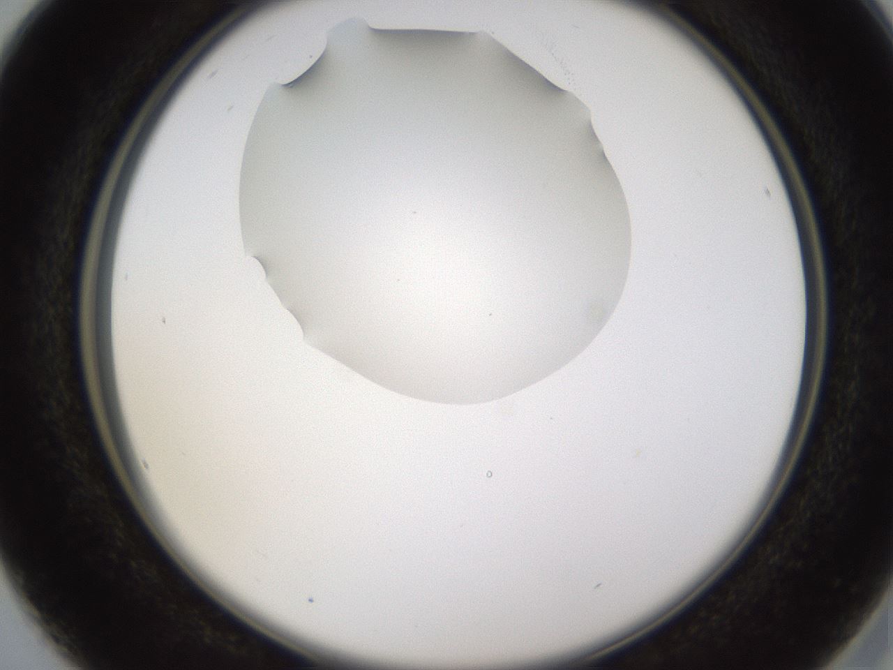 folderID595_plateID1595_batchID6723_wellNum16_profileID1_d2_r105043_ef.jpg