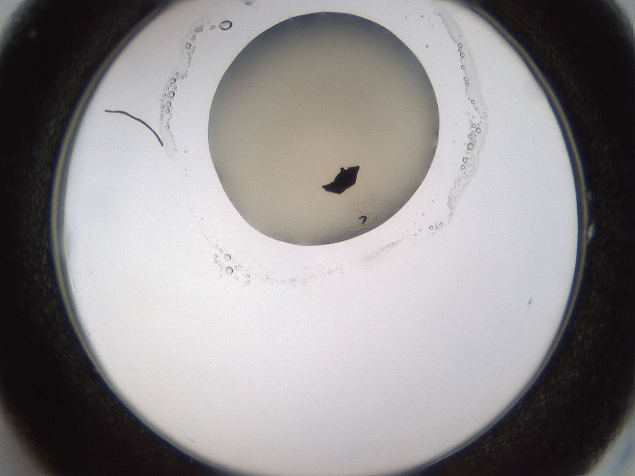 folderID595_plateID1595_batchID6723_wellNum1_profileID1_d2_r105013_ef.jpg