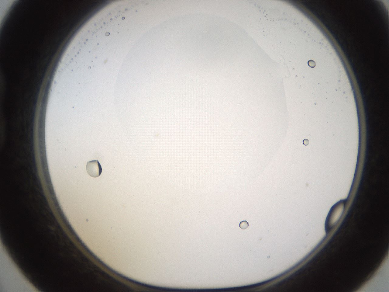 folderID595_plateID1595_batchID6723_wellNum21_profileID1_d1_r105052_ef.jpg