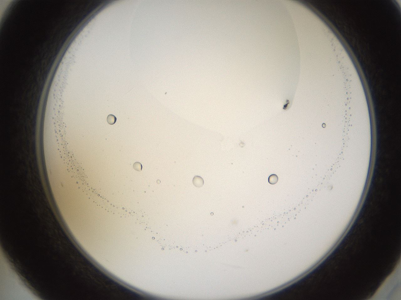 folderID595_plateID1595_batchID6723_wellNum21_profileID1_d2_r105053_ef.jpg