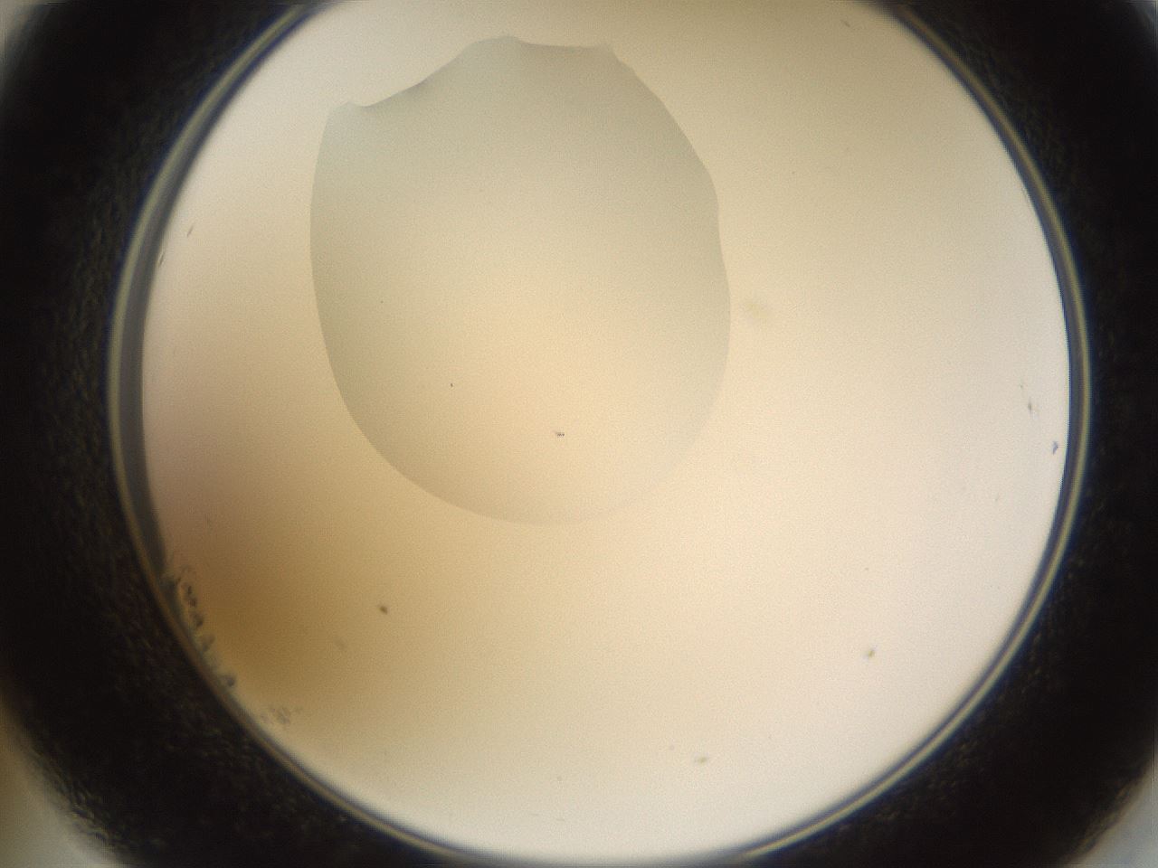 folderID595_plateID1595_batchID6723_wellNum23_profileID1_d2_r105057_ef.jpg
