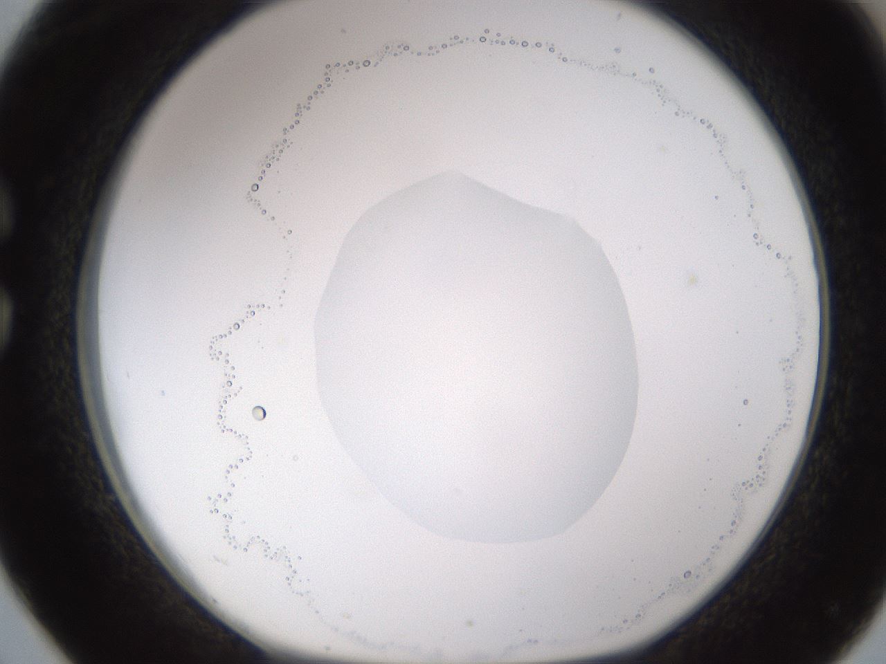 folderID595_plateID1595_batchID6723_wellNum26_profileID1_d1_r105062_ef.jpg