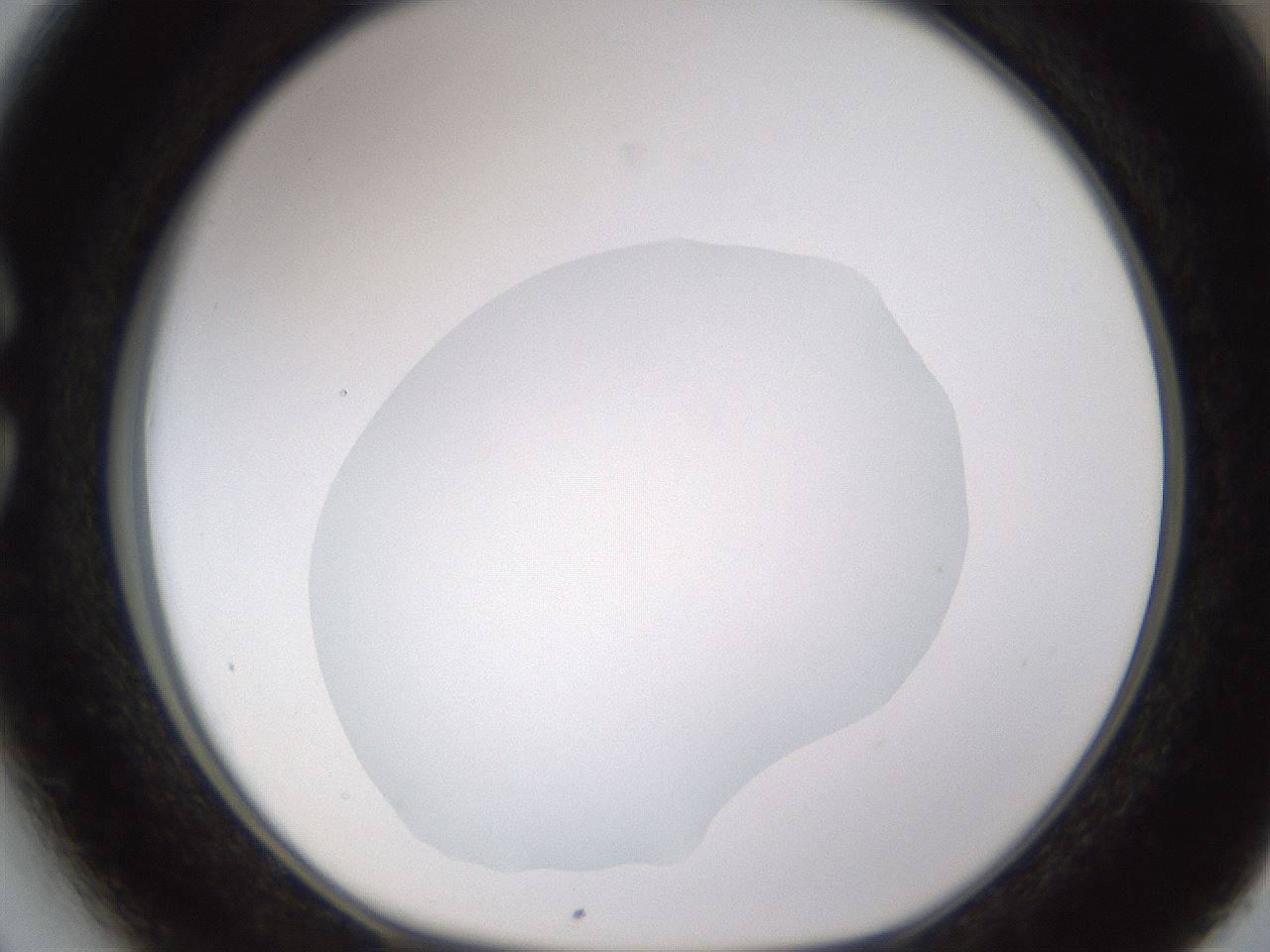 folderID595_plateID1595_batchID6723_wellNum27_profileID1_d1_r105064_ef.jpg