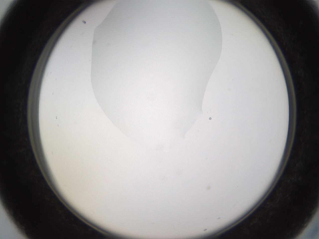 folderID595_plateID1595_batchID6723_wellNum27_profileID1_d2_r105065_ef.jpg