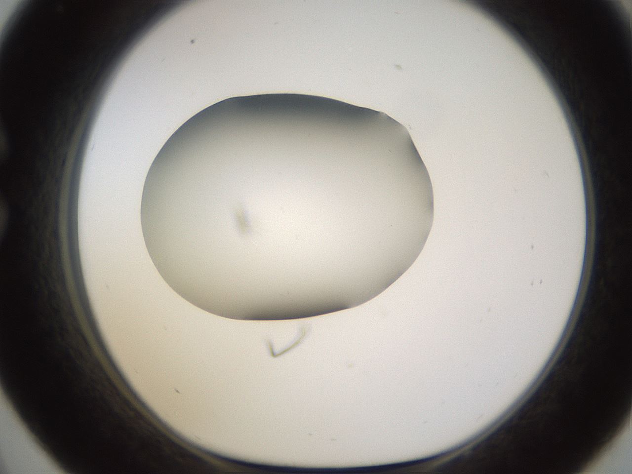 folderID595_plateID1595_batchID6723_wellNum33_profileID1_d1_r105076_ef.jpg