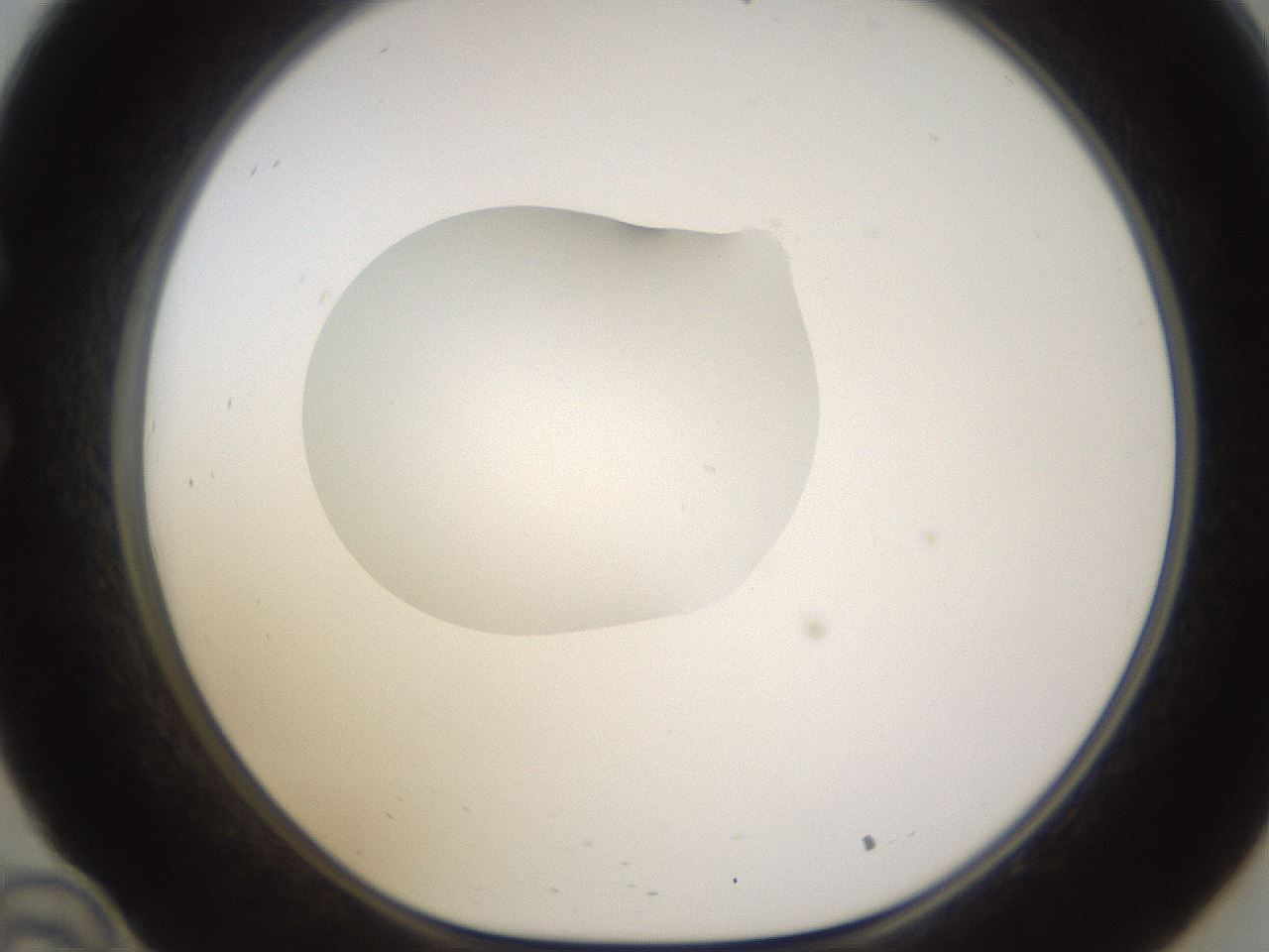 folderID595_plateID1595_batchID6723_wellNum34_profileID1_d1_r105078_ef.jpg