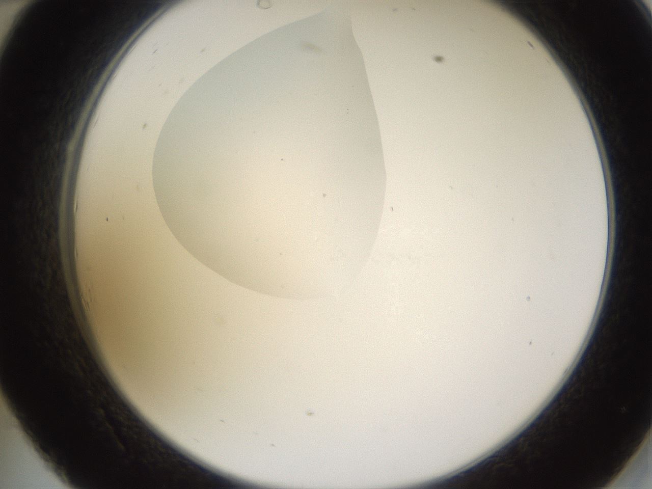folderID595_plateID1595_batchID6723_wellNum34_profileID1_d2_r105079_ef.jpg