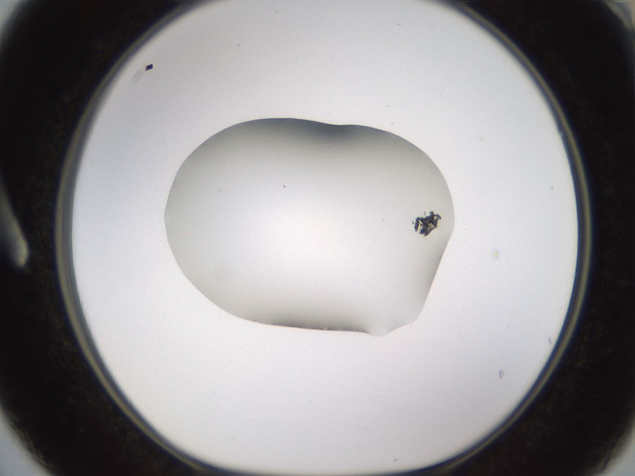 folderID595_plateID1595_batchID6723_wellNum3_profileID1_d1_r105016_ef.jpg