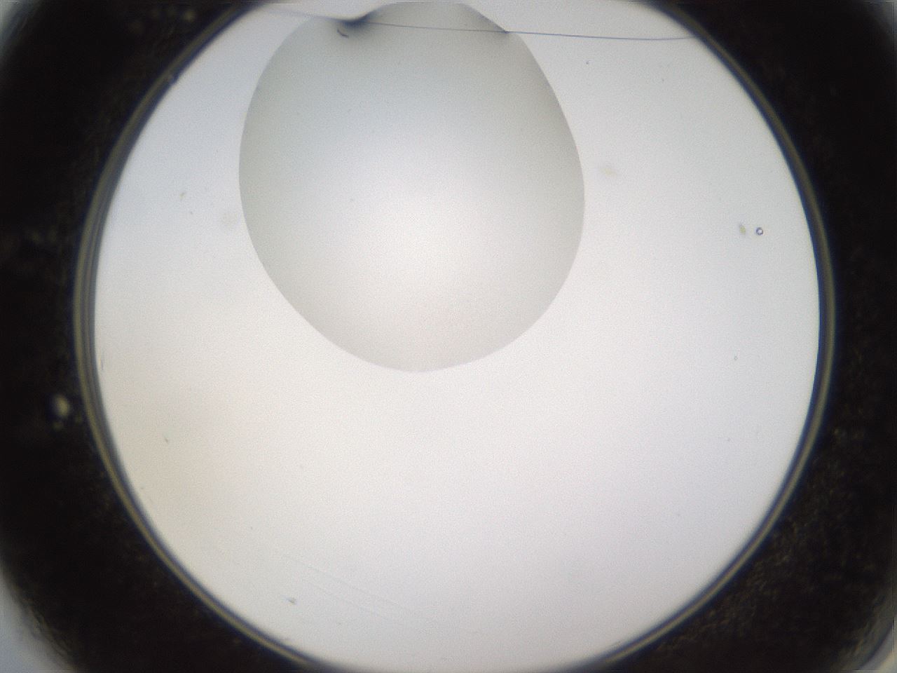 folderID595_plateID1595_batchID6723_wellNum3_profileID1_d2_r105017_ef.jpg