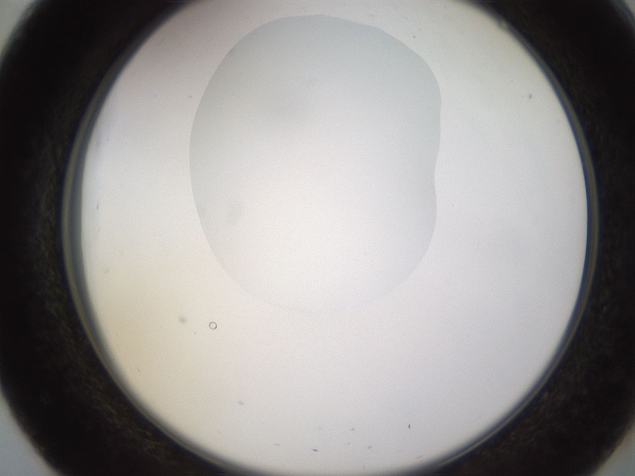 folderID595_plateID1595_batchID6723_wellNum51_profileID1_d2_r105113_ef.jpg