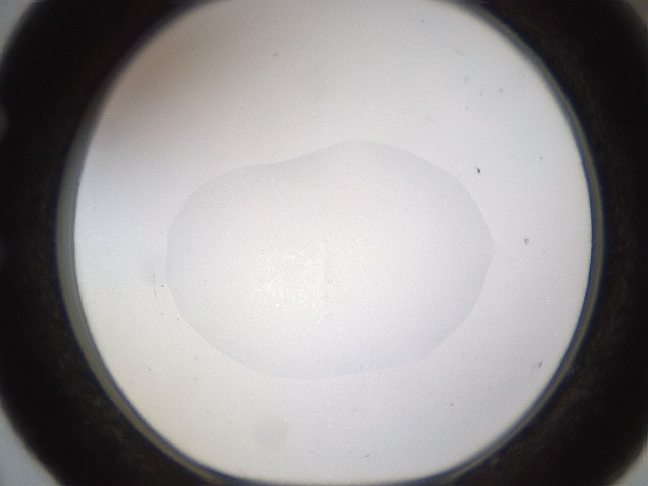 folderID595_plateID1595_batchID6723_wellNum52_profileID1_d1_r105114_ef.jpg
