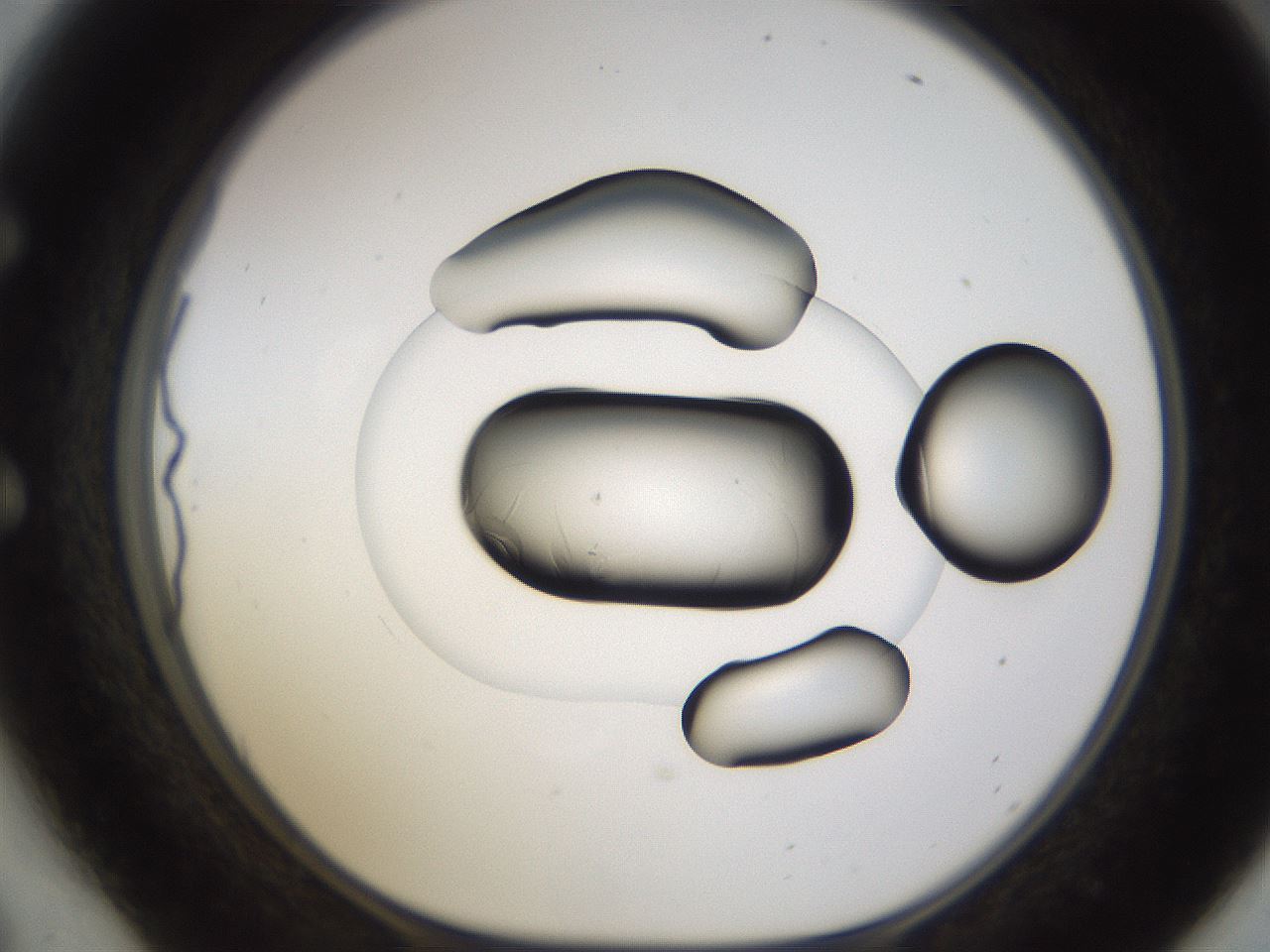 folderID595_plateID1595_batchID6723_wellNum54_profileID1_d1_r105118_ef.jpg