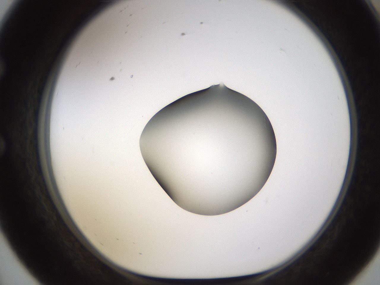 folderID595_plateID1595_batchID6723_wellNum56_profileID1_d1_r105122_ef.jpg