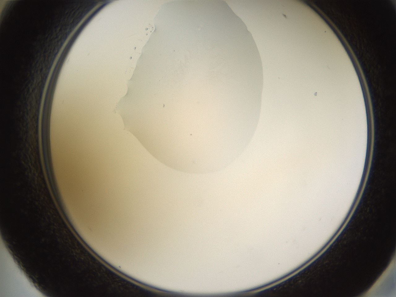 folderID595_plateID1595_batchID6723_wellNum59_profileID1_d2_r105129_ef.jpg