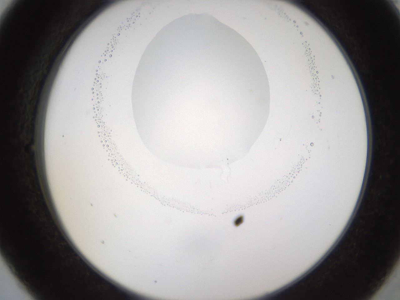 folderID595_plateID1595_batchID6723_wellNum5_profileID1_d2_r105021_ef.jpg