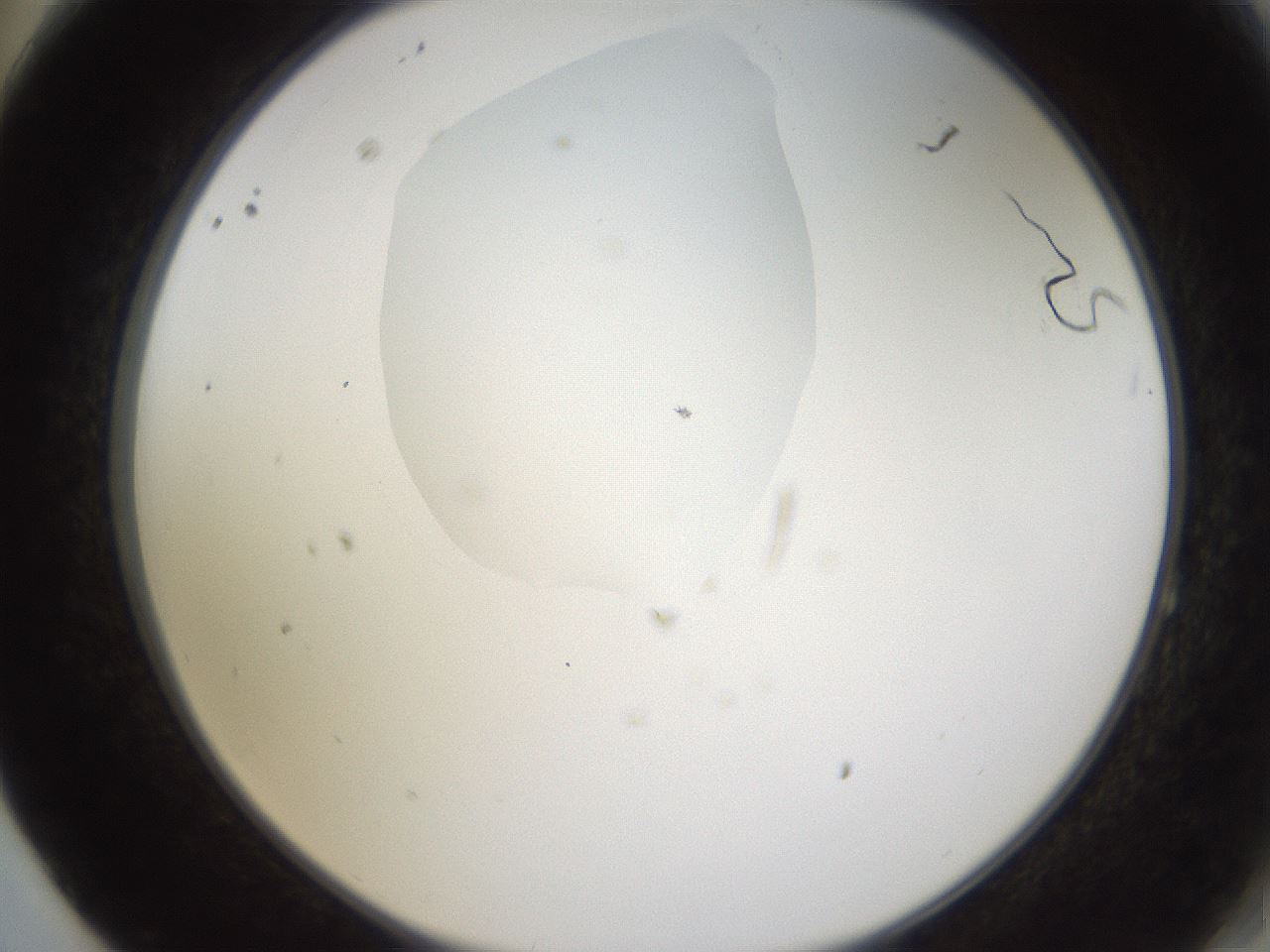 folderID595_plateID1595_batchID6723_wellNum64_profileID1_d2_r105139_ef.jpg