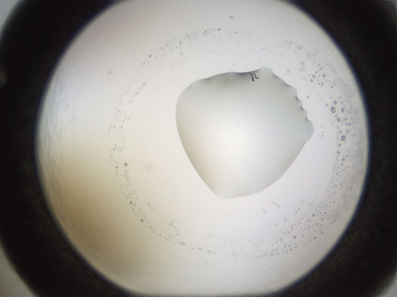 folderID595_plateID1595_batchID6723_wellNum65_profileID1_d1_r105140_ef.jpg