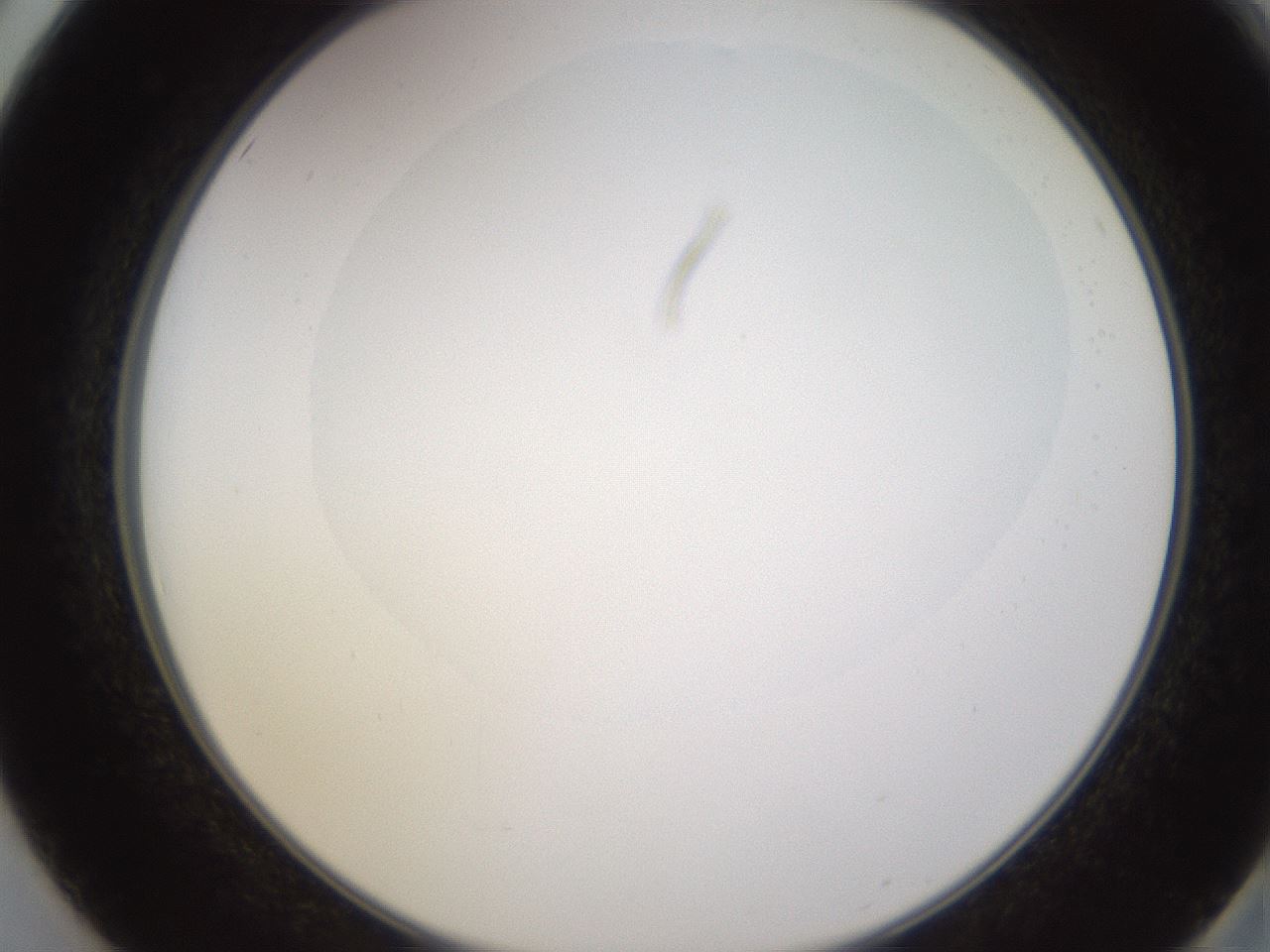 folderID595_plateID1595_batchID6723_wellNum50_profileID1_d2_r105111_ef.jpg