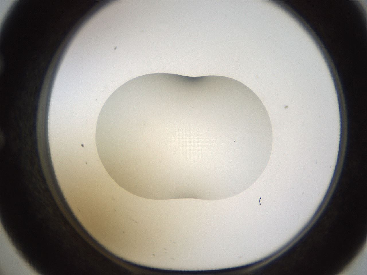 folderID595_plateID1595_batchID6723_wellNum57_profileID1_d1_r105124_ef.jpg