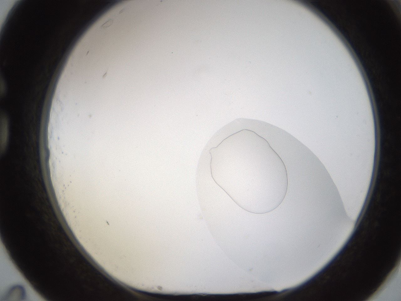 folderID595_plateID1595_batchID6723_wellNum83_profileID1_d1_r105176_ef.jpg